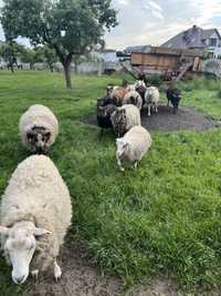 Młode owce wrzosówki