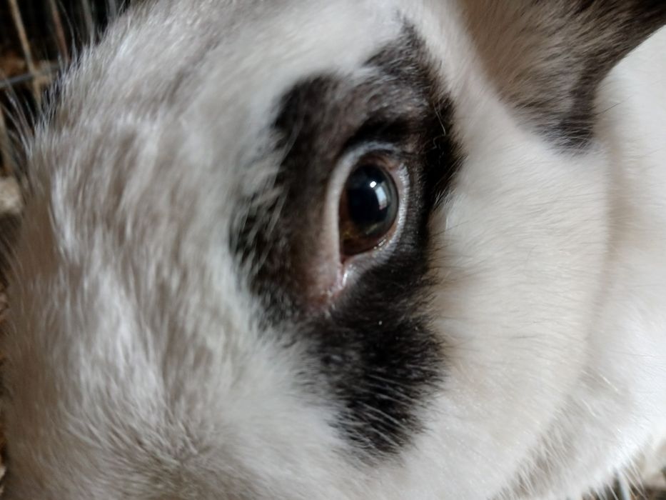 Vendo coelhos caseiros