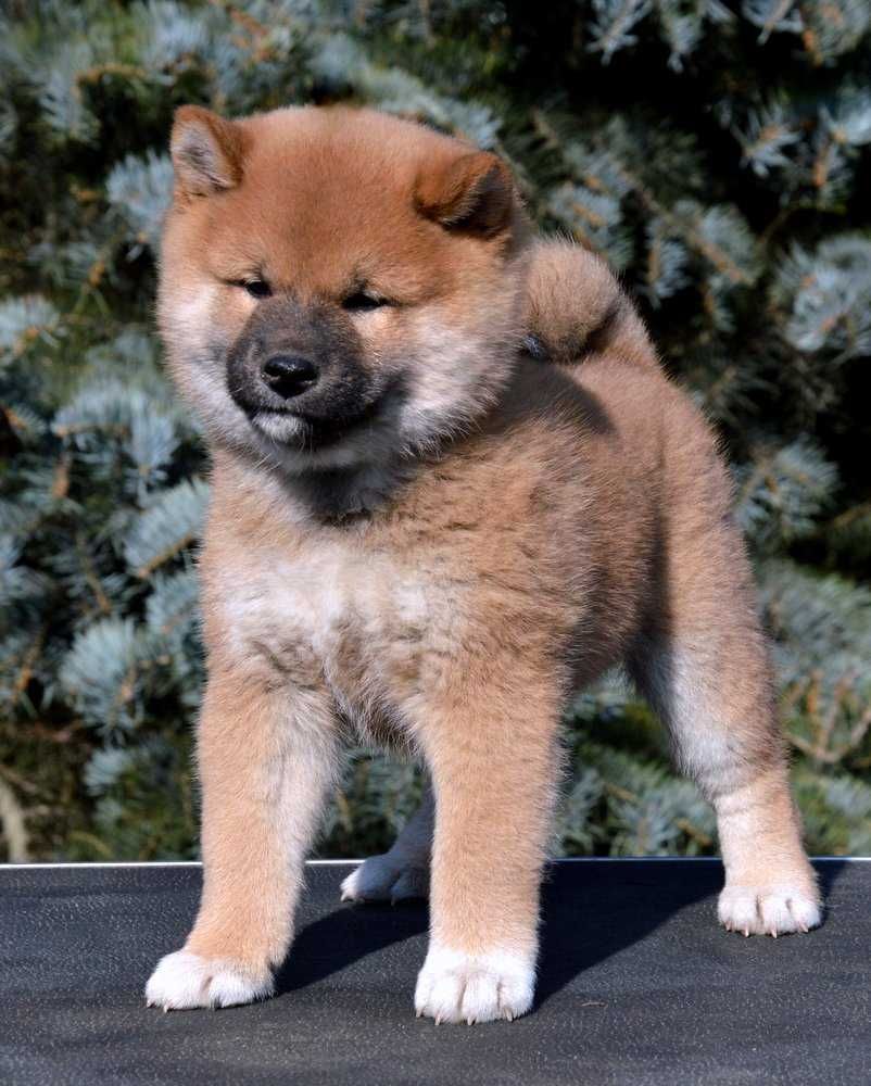 Śliczny chłopiec Shiba Inu