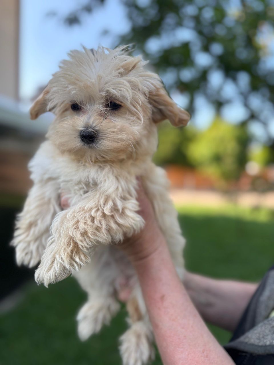 Suczka Maltipoo 12 tygodni, ojciec Fci