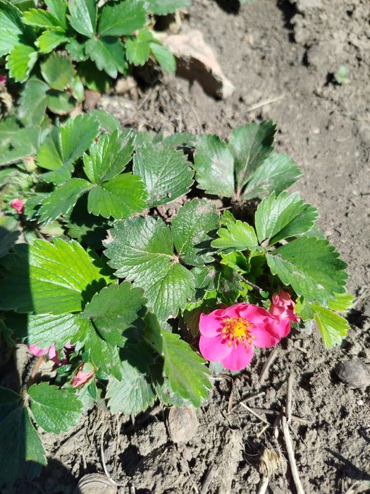 Земляника розовая