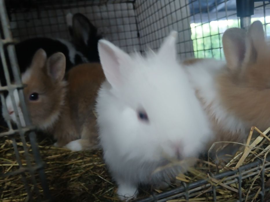 Sprzedam kroliki miniatury