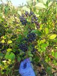 Aronia wysyłka owoców. 24h
