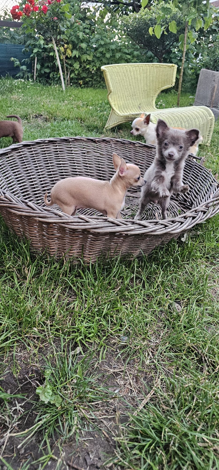 Chihuahua sunia beszamelowa