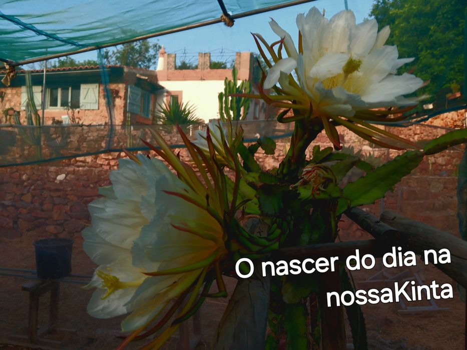 Pitayas Fruta do Dragao