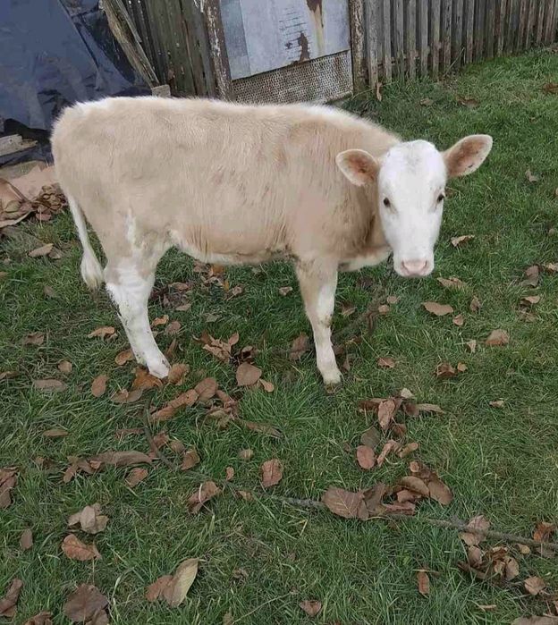 Теличка, чотири місяці.