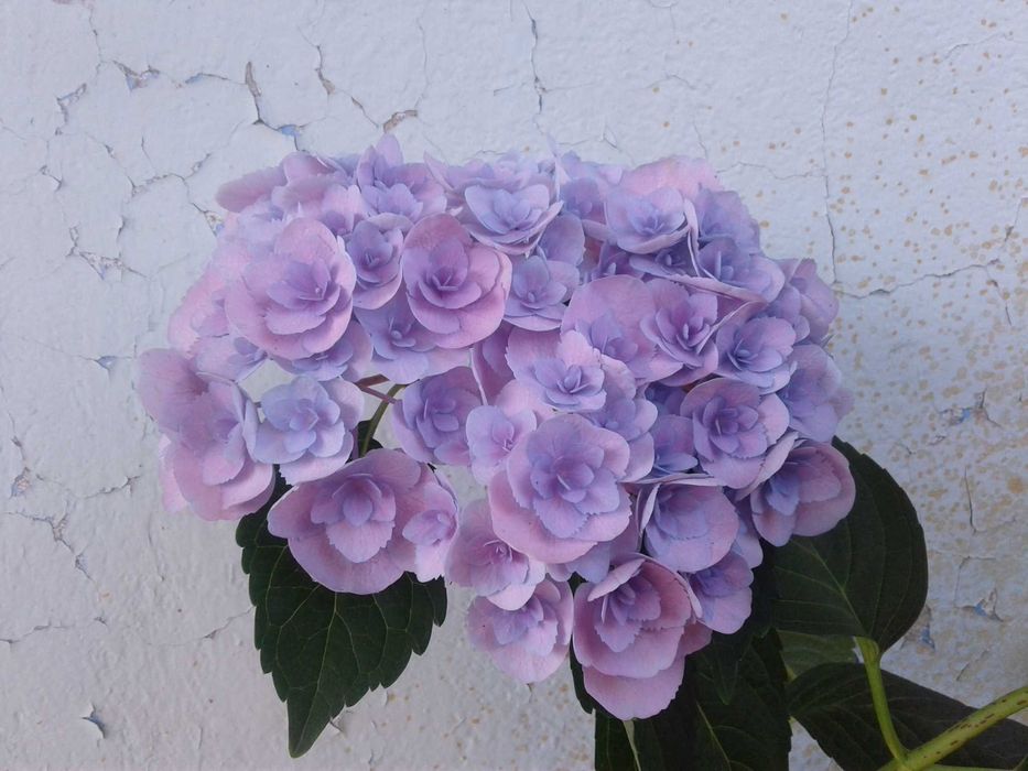 Гортензия, гортензия крупнолистная махровая