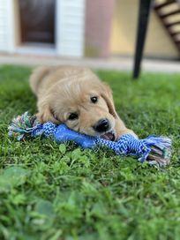 Golden Retriever- zapowiedź miotu