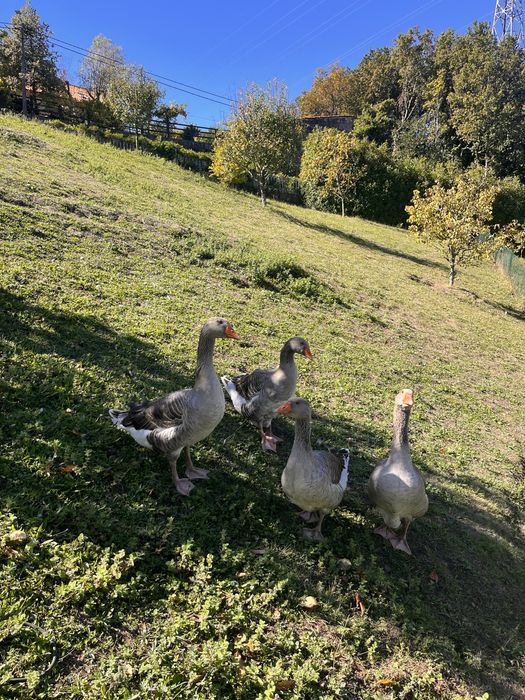 Vendo perús nascidos em Abril