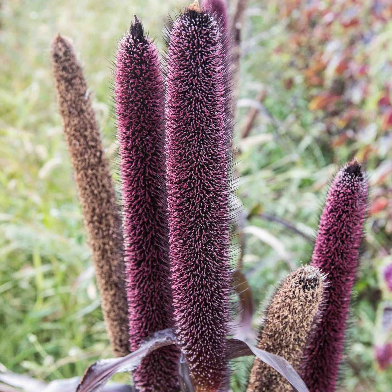 Пеннісетум Copper Prince, Purple Majesty, Purple Baron