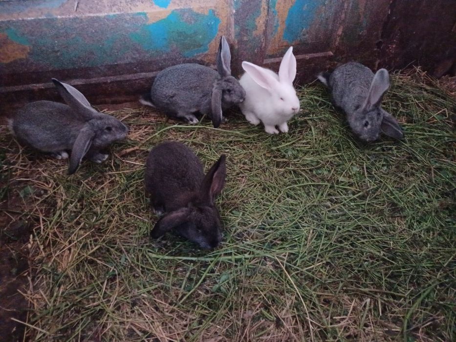 Króliki mieszańce