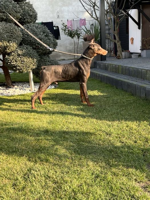 Szczeniaki Doberman