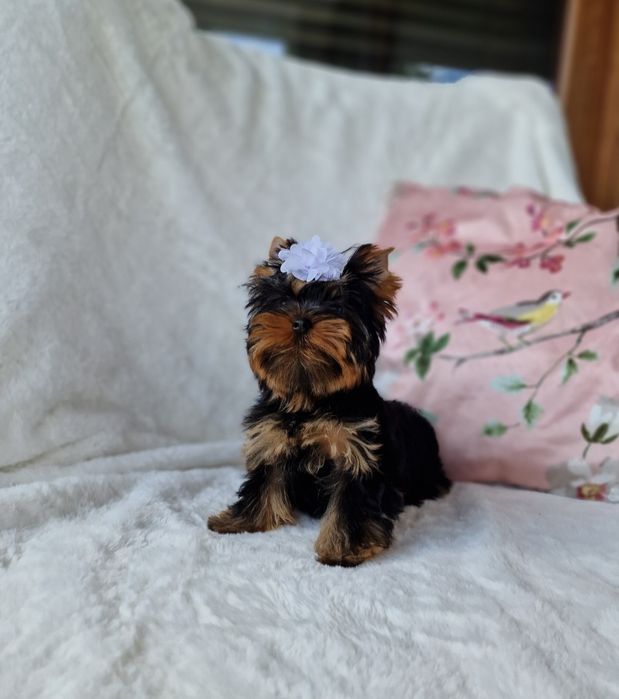 Yorkshire Terrier SUCZKA York FCI ZKwP