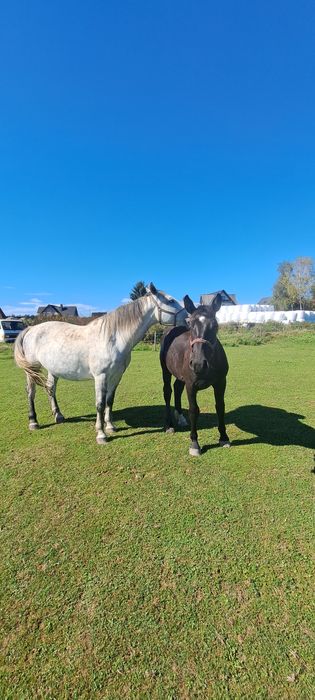 Klacz ślaska kara, siwa