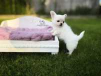 Chihuahua biały długowłosy chłopiec ZKwP FCI