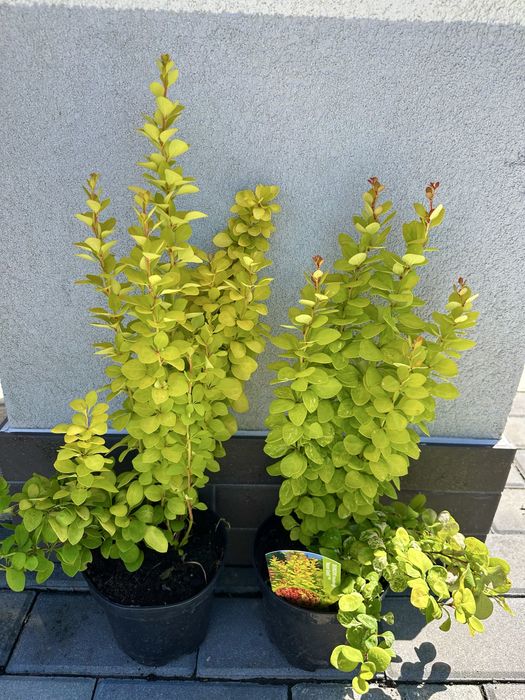 Барбарис декоративний, Лаванда, Гейхера