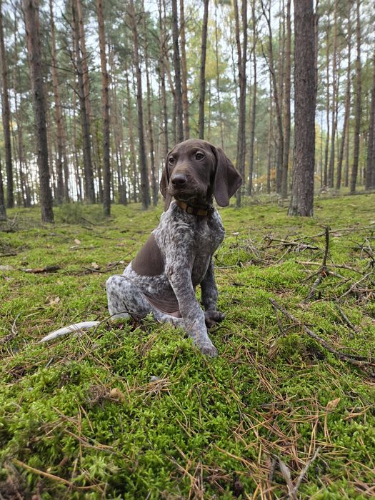 Wyżeł niemiecki krótkowłosy po polujacych rodzicach!