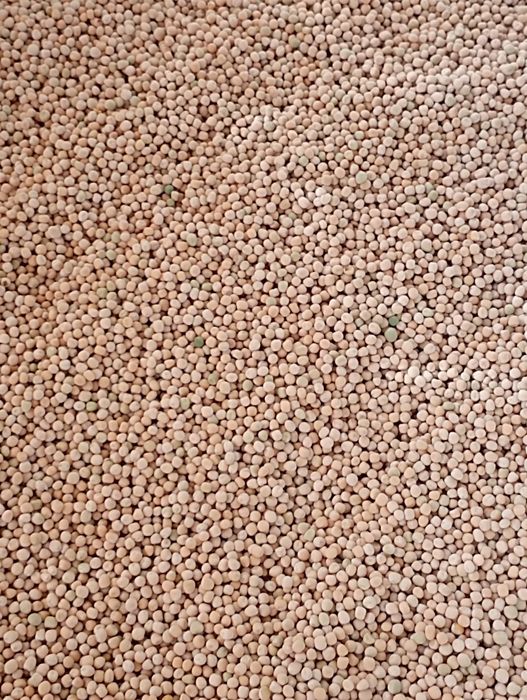 Продам горох Зимуючий