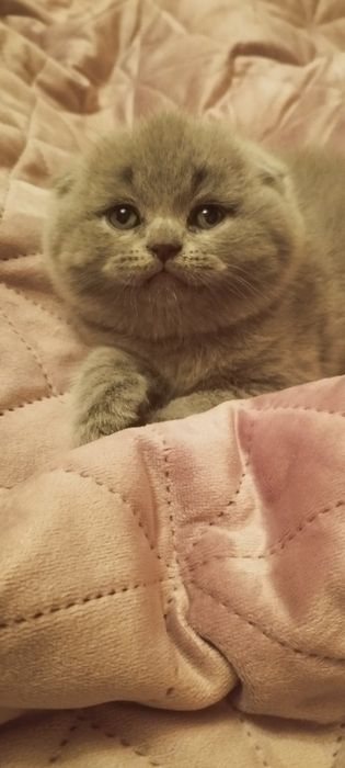 Гарний котик на вязку