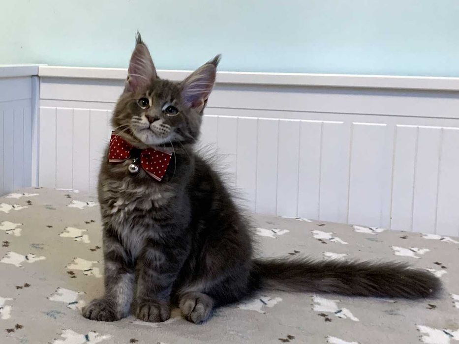 Zarezerwowany – niebieski - kocur Maine Coon FPL – Wrocław