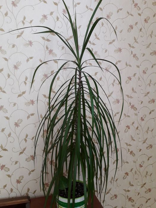 Драцена. Комнатные растение.