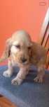 Cocker Spaniel Angielski sunia z legalnej hodowli