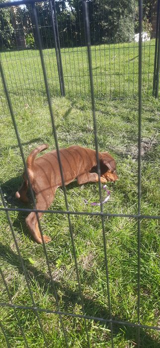 DOBERMAN europejski czystej rasy suczka ostatnia!