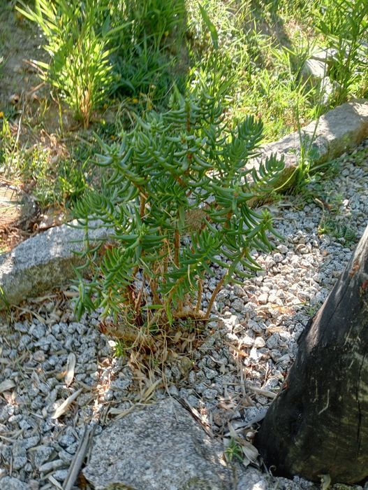 Vendo catos pequenos