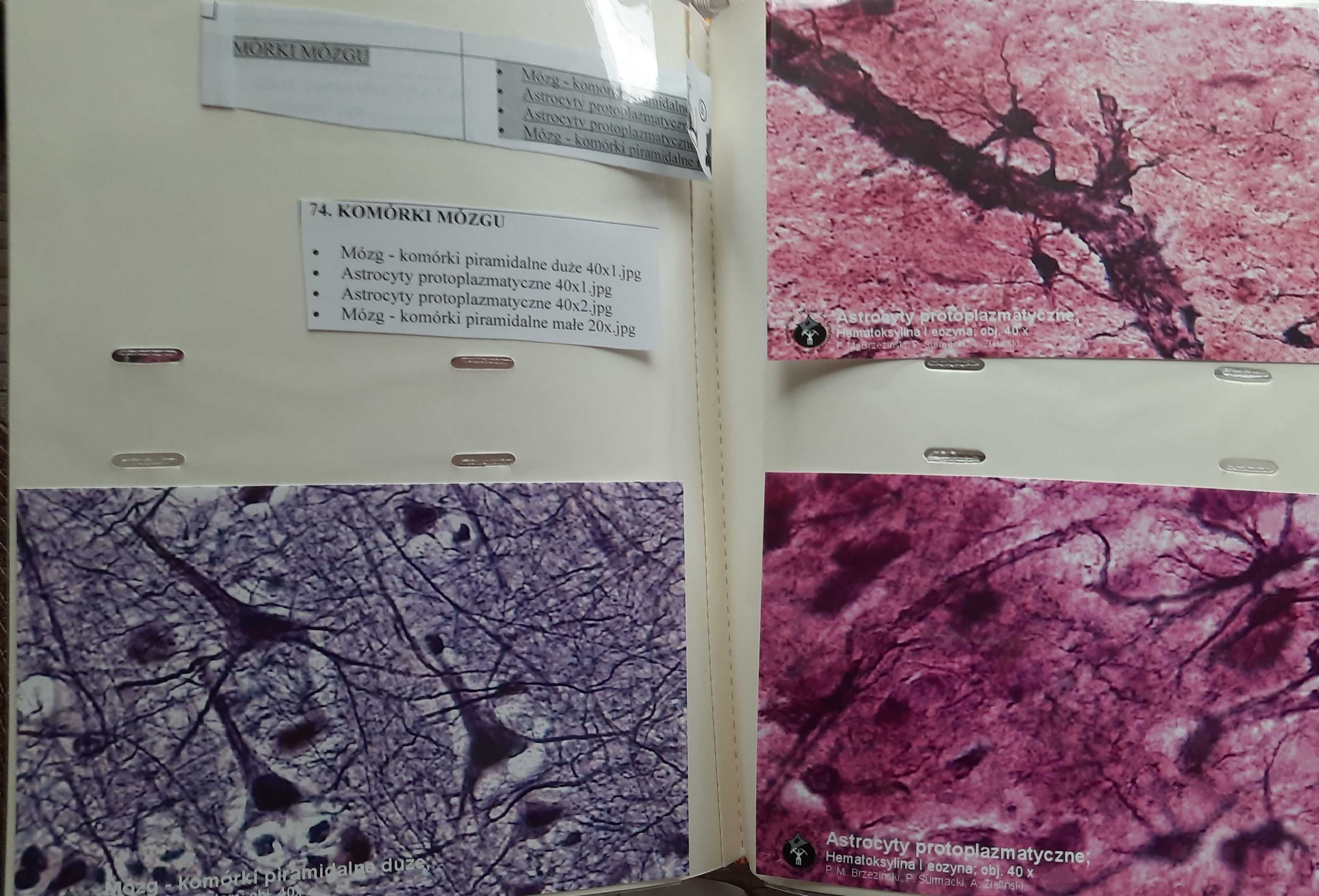 Histologia - zdjęcia preparatów