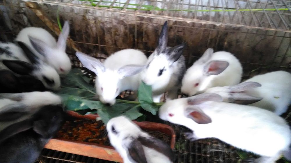 GALOS, GALINHAS, PATOS E COELHOS