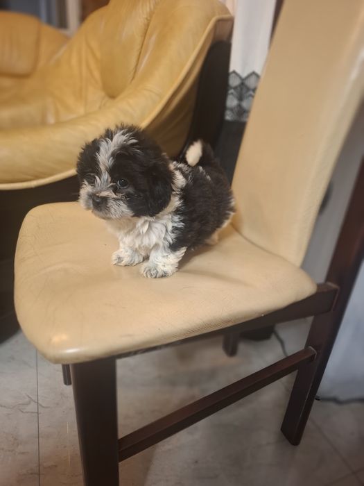 Suczka  shih tzu szczeniak