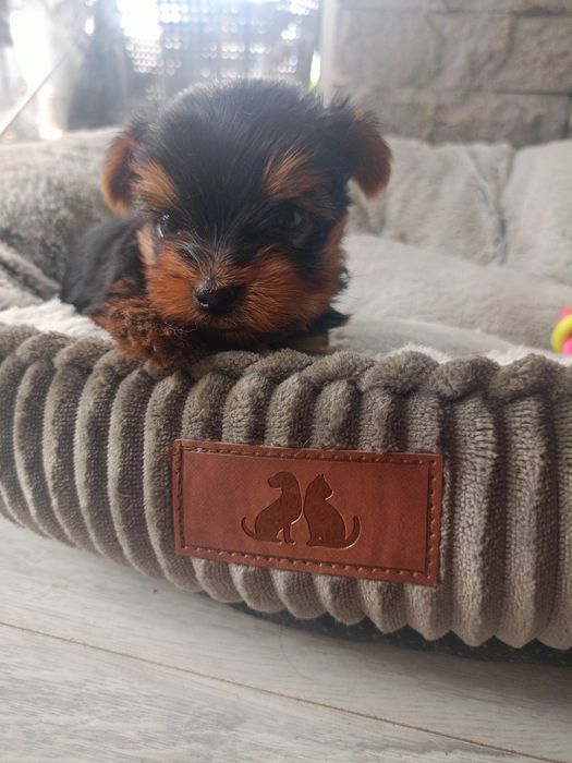 Yorkshire terrier