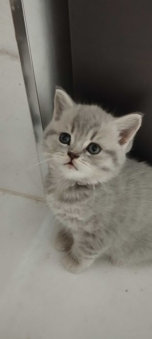 Продам чистокровних кошенят.