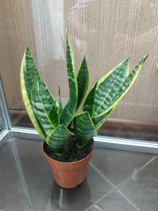 Сансевиерия Муншайн Moonshine Футура Суперба Futura Superba