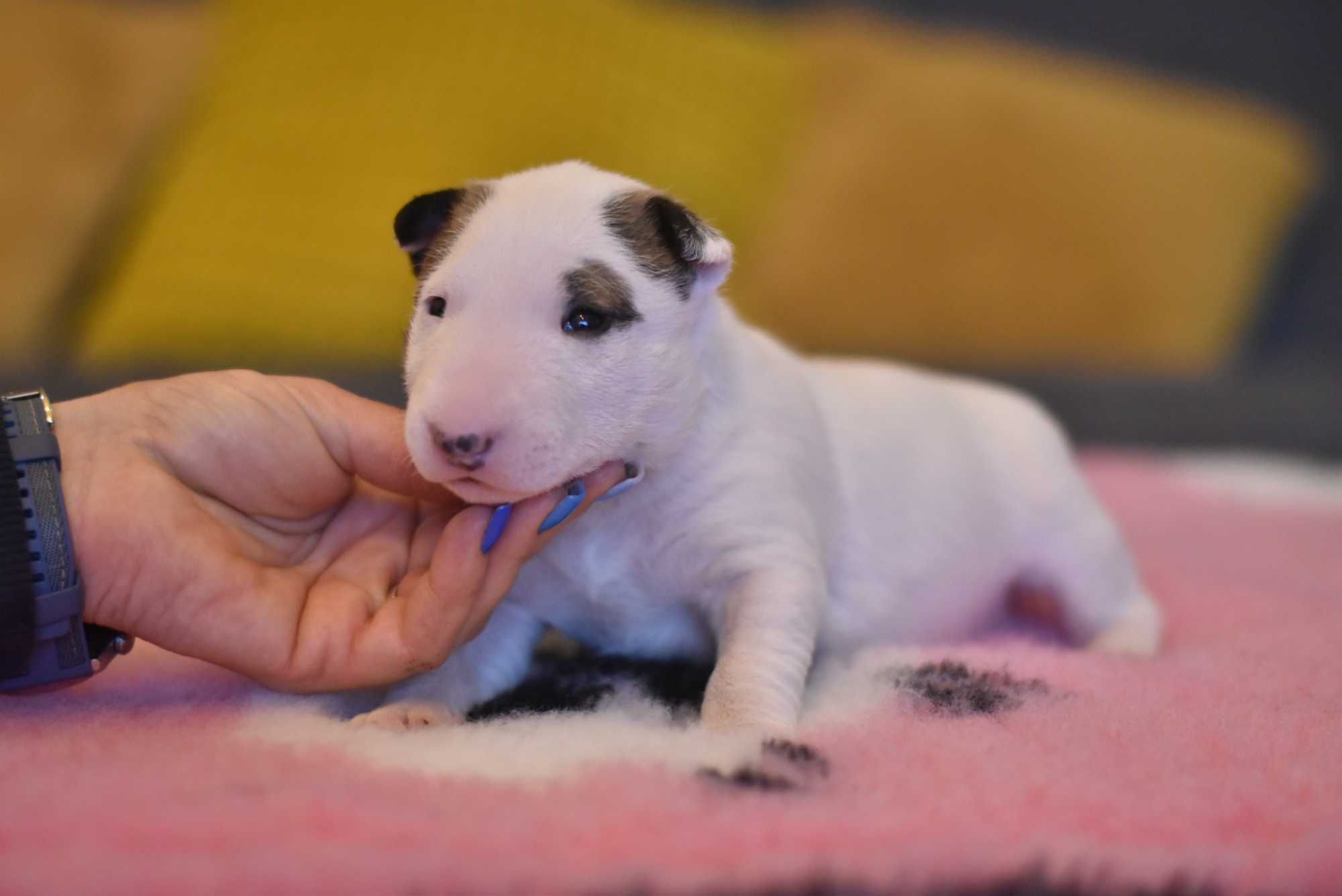 Mini bulterierka – chodząca słodycz szuka domu!