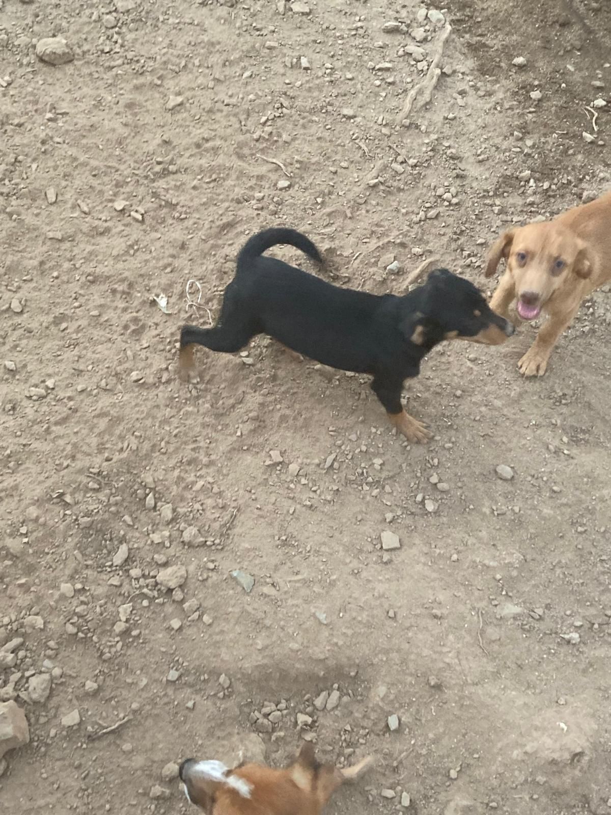 Cachorros para dar