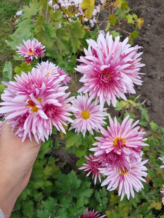 Набор хризантем саженцы