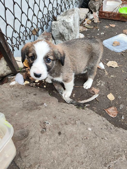 Цуценята (щенки) собаки
