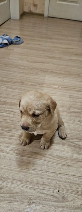 Продажа чистокровных щенков лабрадора палевого окраса