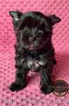 GAJA Suczka Black York Yorkshire Terrier