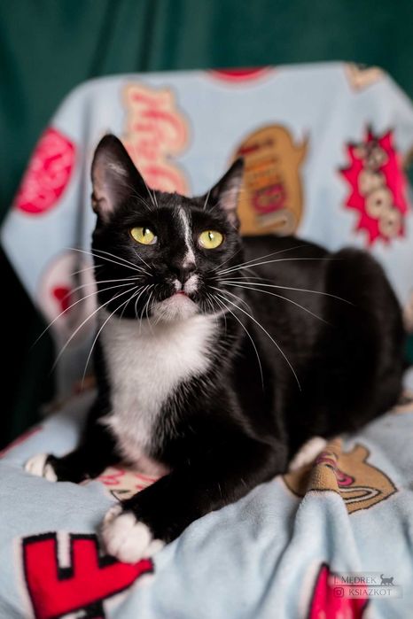 Śmiechawka - nieśmiała kocia pingwinka szuka domu