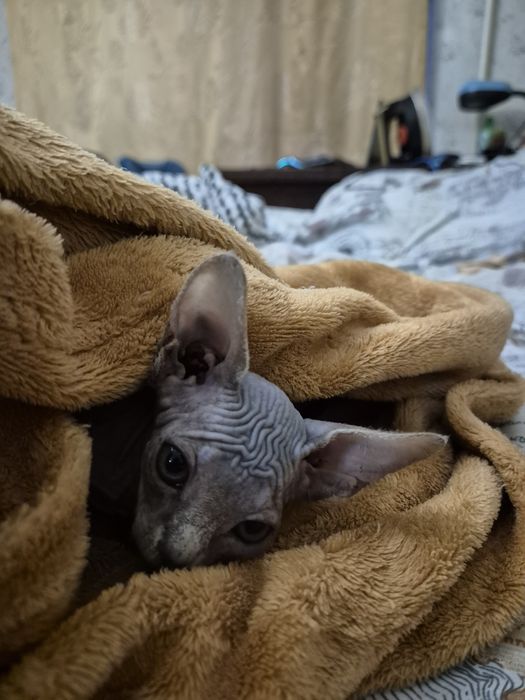 Продам кошечку сфинкса