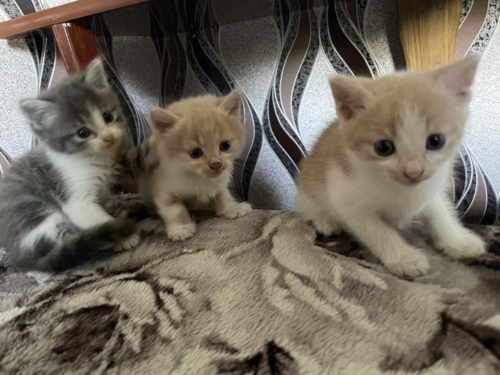 В добрі руки 3 котиків всі хлопці