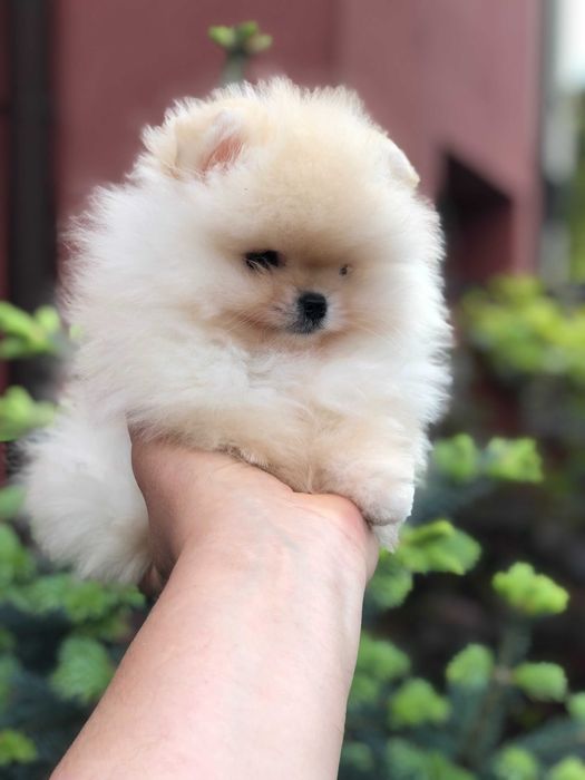 Szpic miniaturowy pomeranian śliczny mini samczyk typ misia BOO