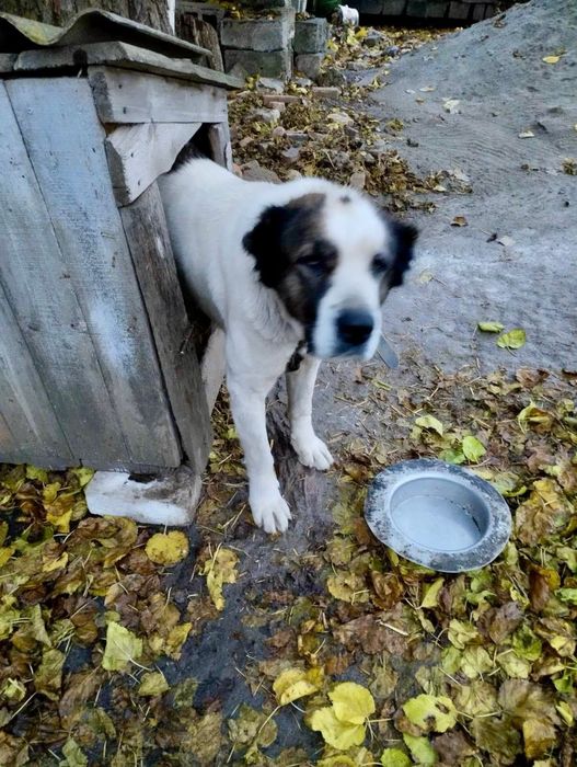 Отдам в добрые руки СРОЧНО СПАСИТЕ