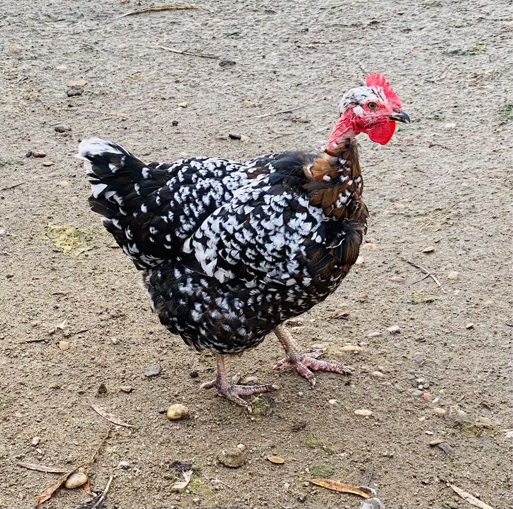 Galinhas poedeiras de várias raças/ mil flores, leghorn perdiz.