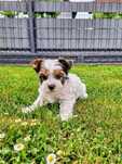 Suczka mini York Shireterrier Biewer,
