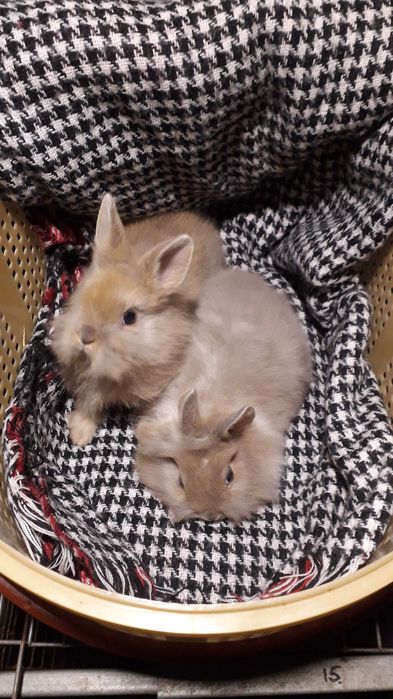 Декоративні кролики