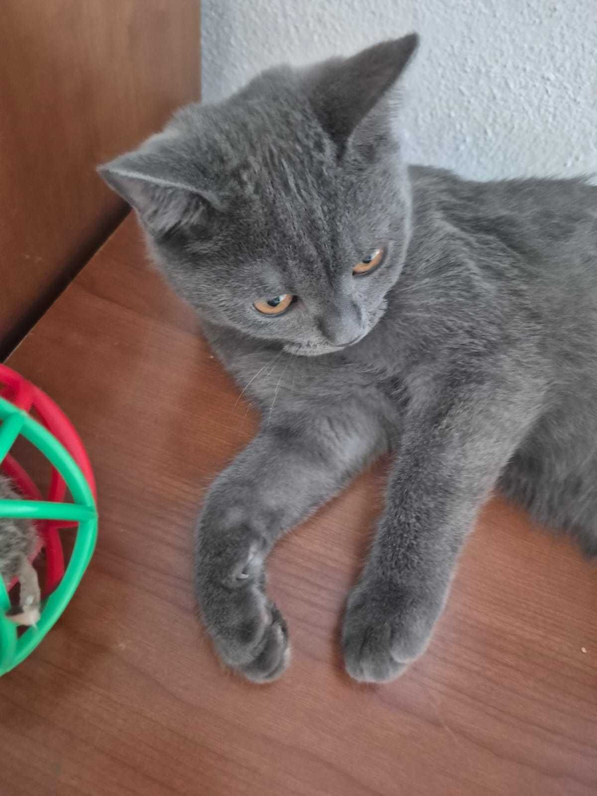 Gatinho "Scotish Straight"