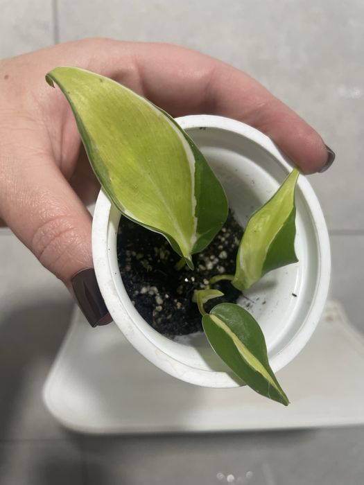 Філодендрон Крем сплеш Триколор,Сінгоніум Grey Ghost